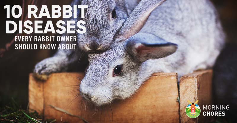 5 Dangerous Rabbit Diseases to Watch Out For | UKPets