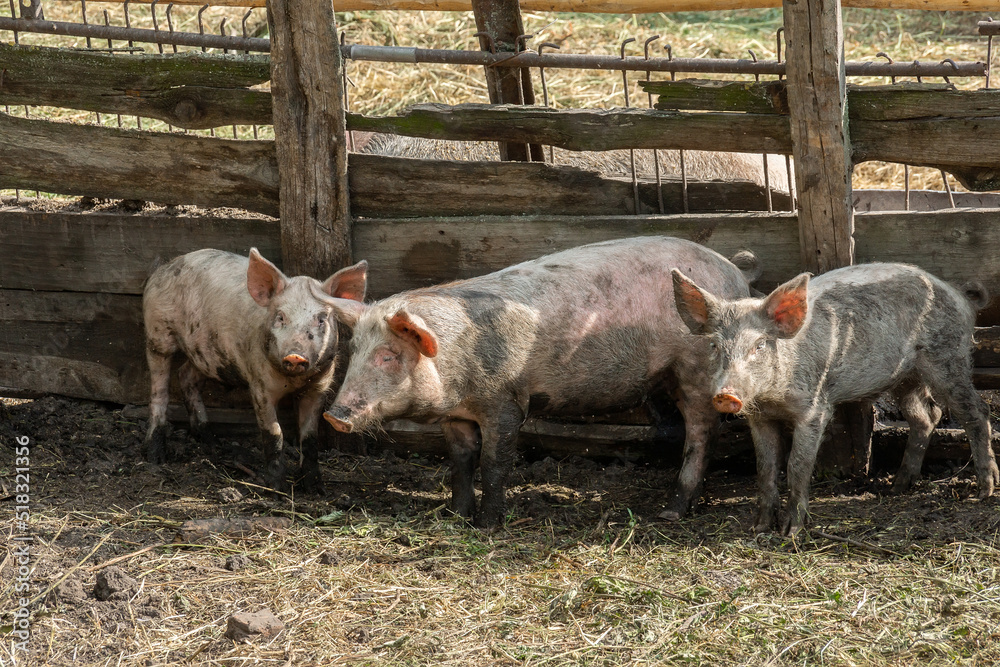 More breeding pigs ensures more breeding progress | News | Productivity ...