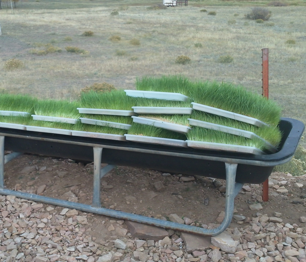 How You Could Feed Livestock More Efficiently | Sustainable Livestock ...