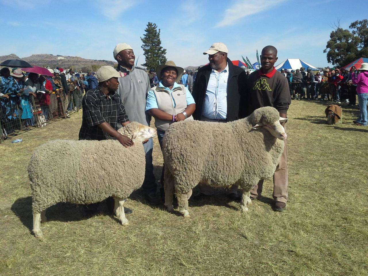 THE SECRET OF SUCCESSFUL SHEEP BREEDING - Selibeng.com