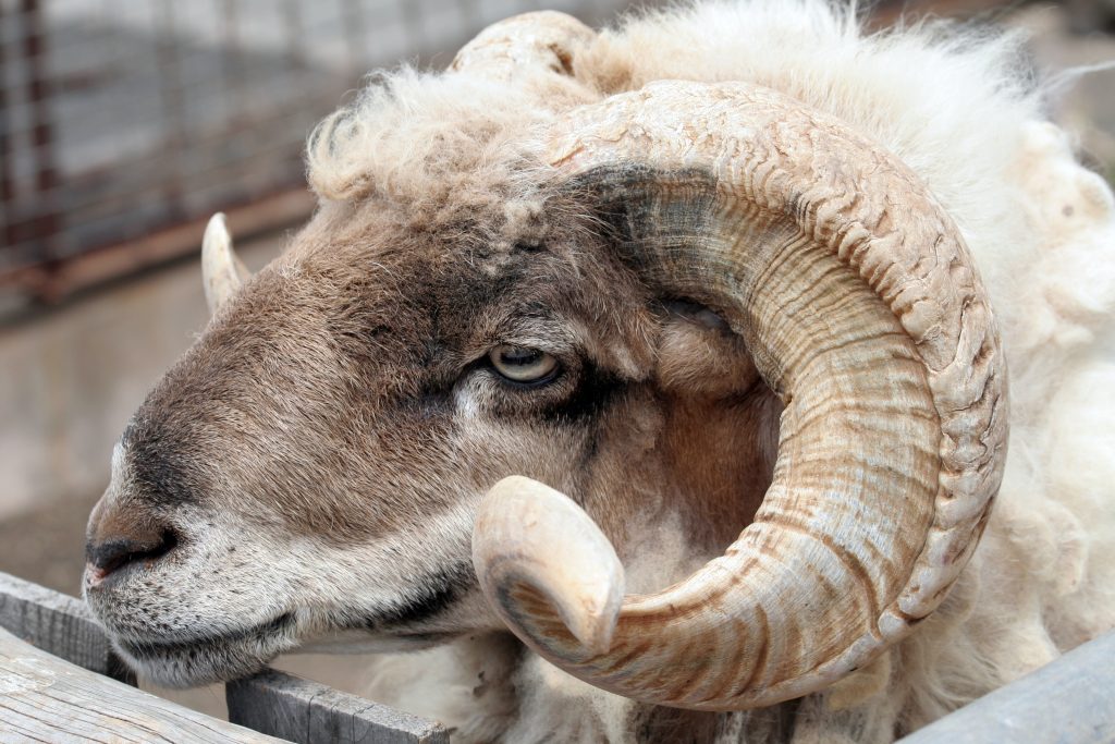 Sick Sheep | OUTLOOK magazine Sick Sheep | OUTLOOK magazine