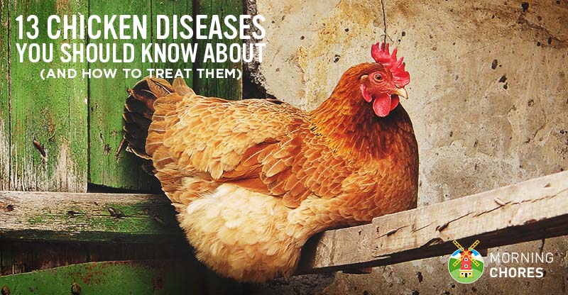 3 Ways to Prevent Diseases in Chickens - wikiHow Pet