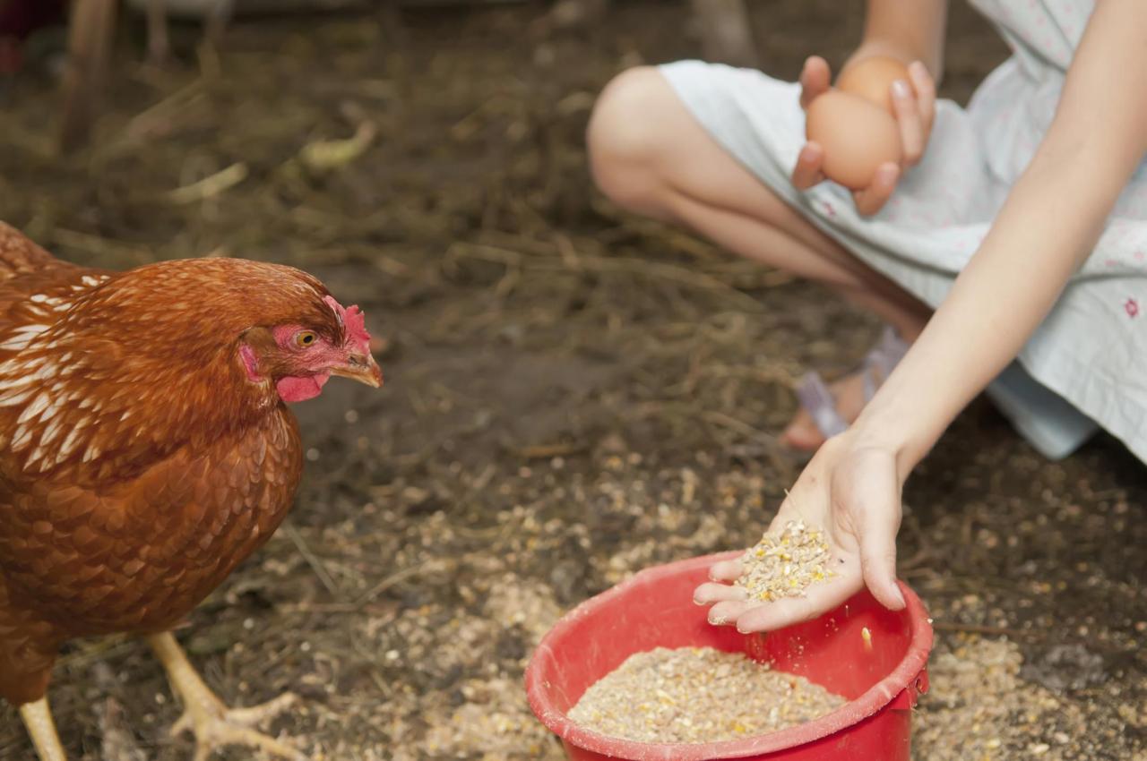 The Best Organic Chicken Feed For Laying Hens - Pet Food Guide