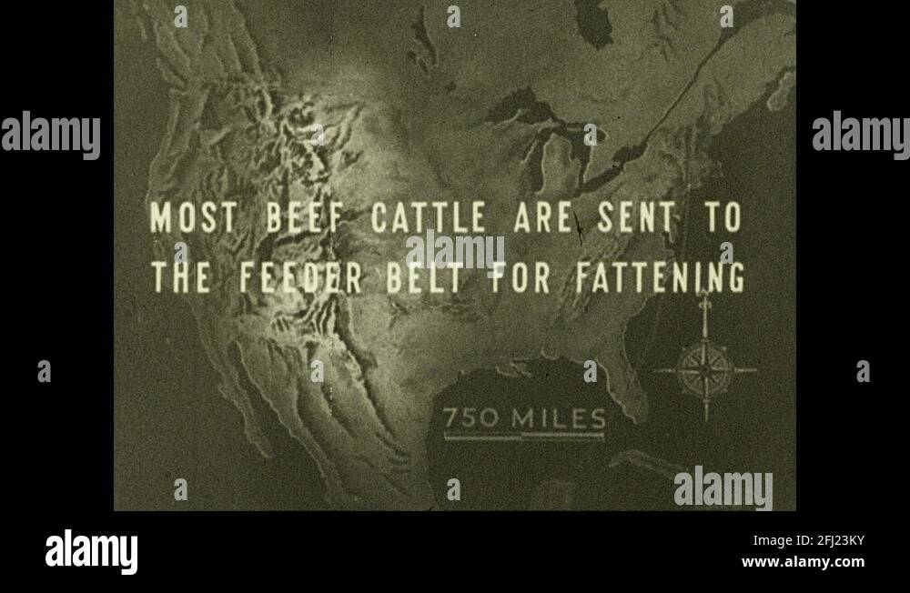 Cattle fattening 54 Stock Photo - Alamy