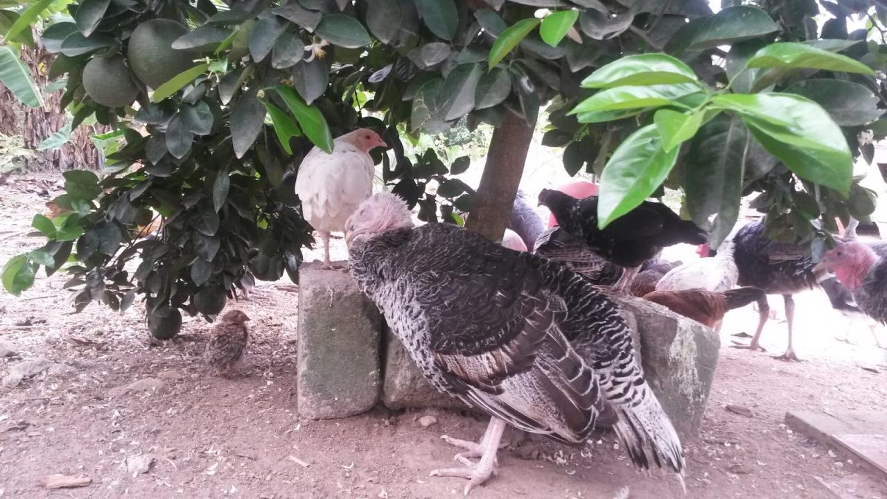 Best Potential Of Turkey Tail Extract In Treating Autoimmune Diseases ... Best Potential Of Turkey Tail Extract In Treating Autoimmune Diseases ...