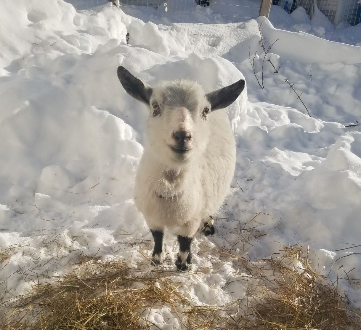 Tips on Selling Goats