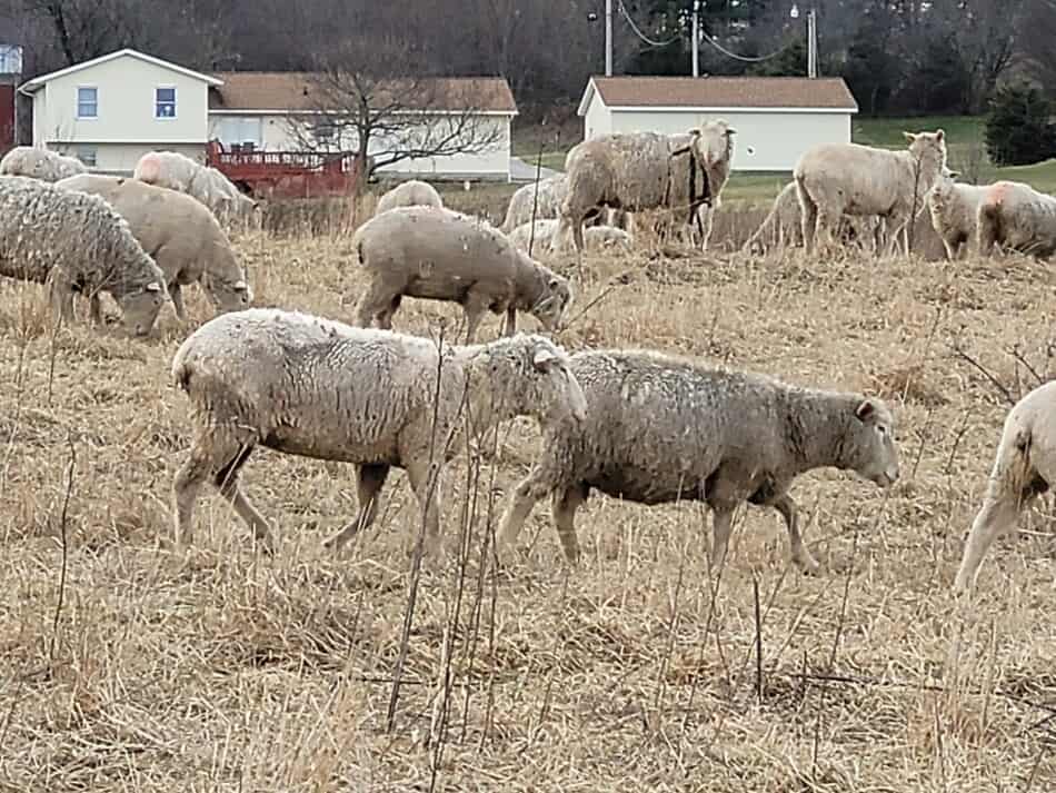 How Do You Know If A Sheep Is Sick? – Family Farm Livestock How Do You Know If A Sheep Is Sick? – Family Farm Livestock