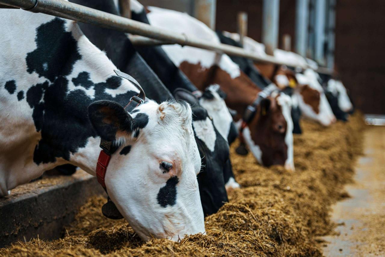 25 Facts About Livestock Feed - OhMyFacts