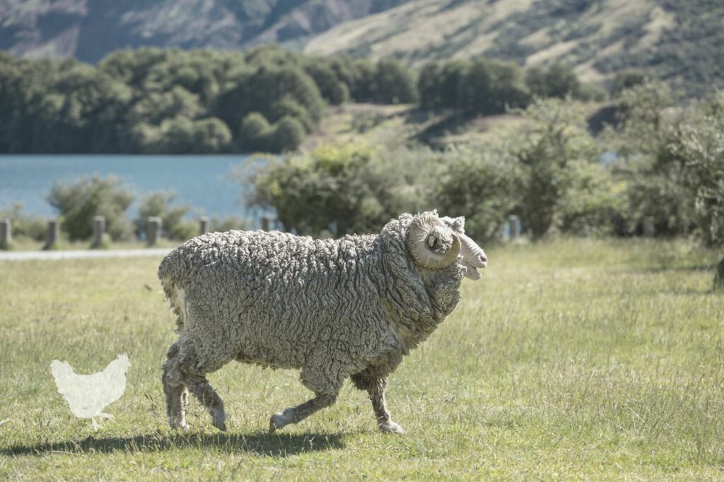 What To Feed Sheep Before Lambing at Luis Silva blog