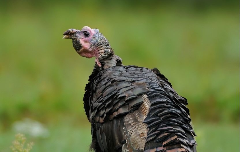 5 Common Turkey Diseases And Problems 5 Common Turkey Diseases And Problems