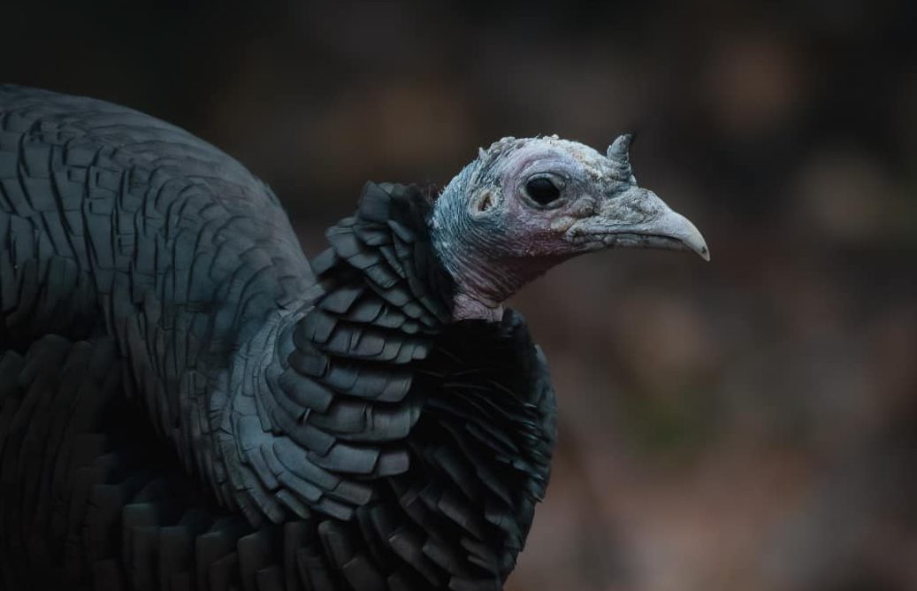 Wild Turkey Diseases - LPDV - Wild Turkey Lab Wild Turkey Diseases - LPDV - Wild Turkey Lab