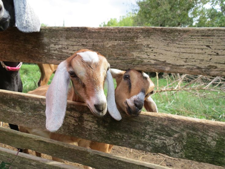 Using a Herbal Dewormer for Your Goats