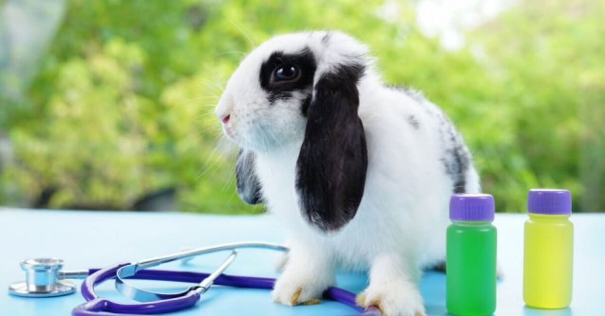 Rabbit Diseases, Treatment, Rabbit Care | Agri Farming