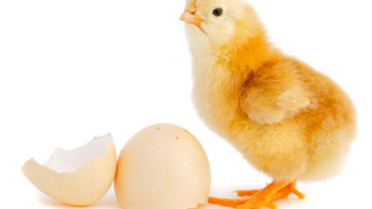 Hatch dictionary definition | hatch defined Hatch dictionary definition | hatch defined