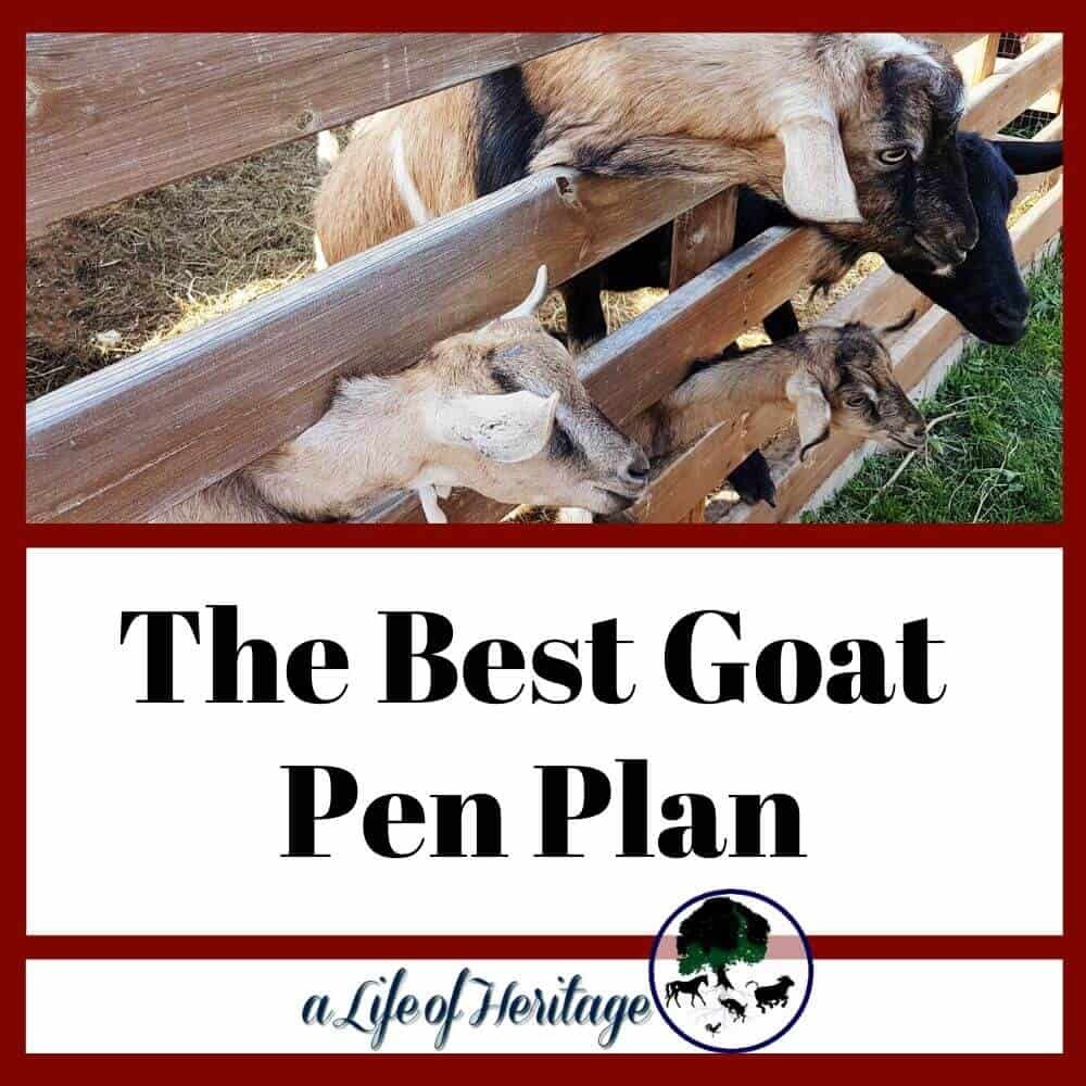 How To Make A Pygmy Goat Pen at Richard Groves blog How To Make A Pygmy Goat Pen at Richard Groves blog