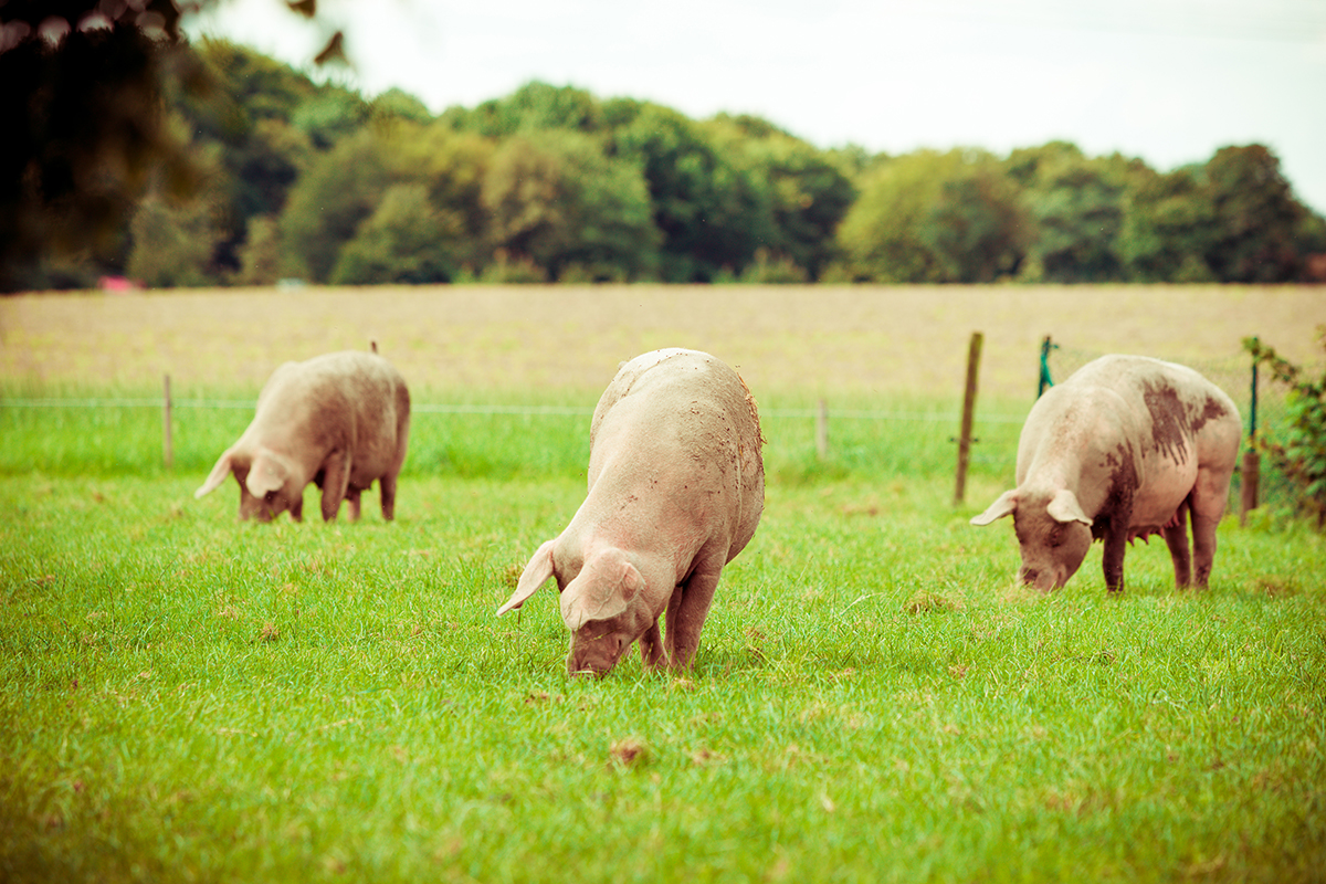 How to Farm Pigs: Breeding | Pig farming, Pig shelter, Pig breeds