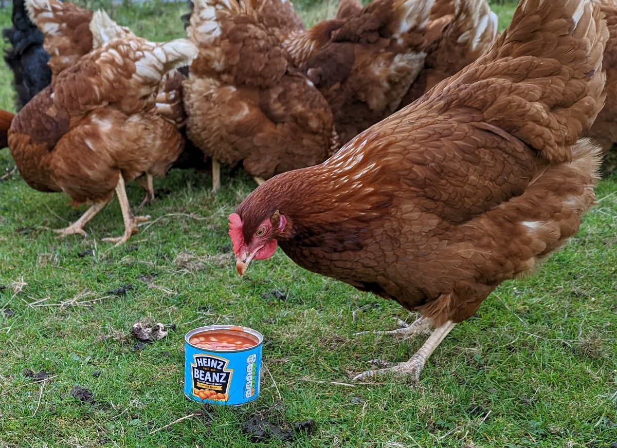 Feeding broiler chickens. Which feeds to use and how long to use them ...