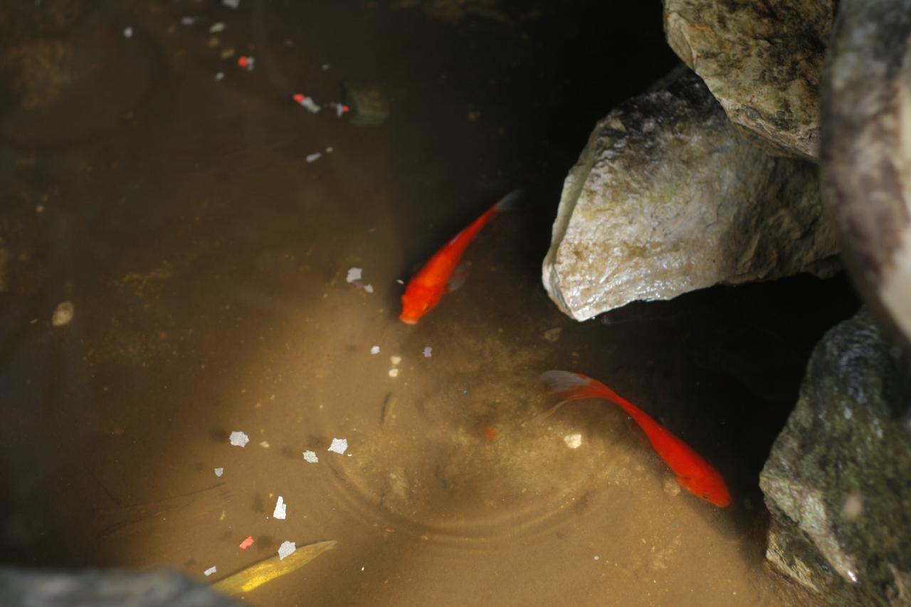 How to Build a Koi Fish Pond (with Pictures) - wikiHow