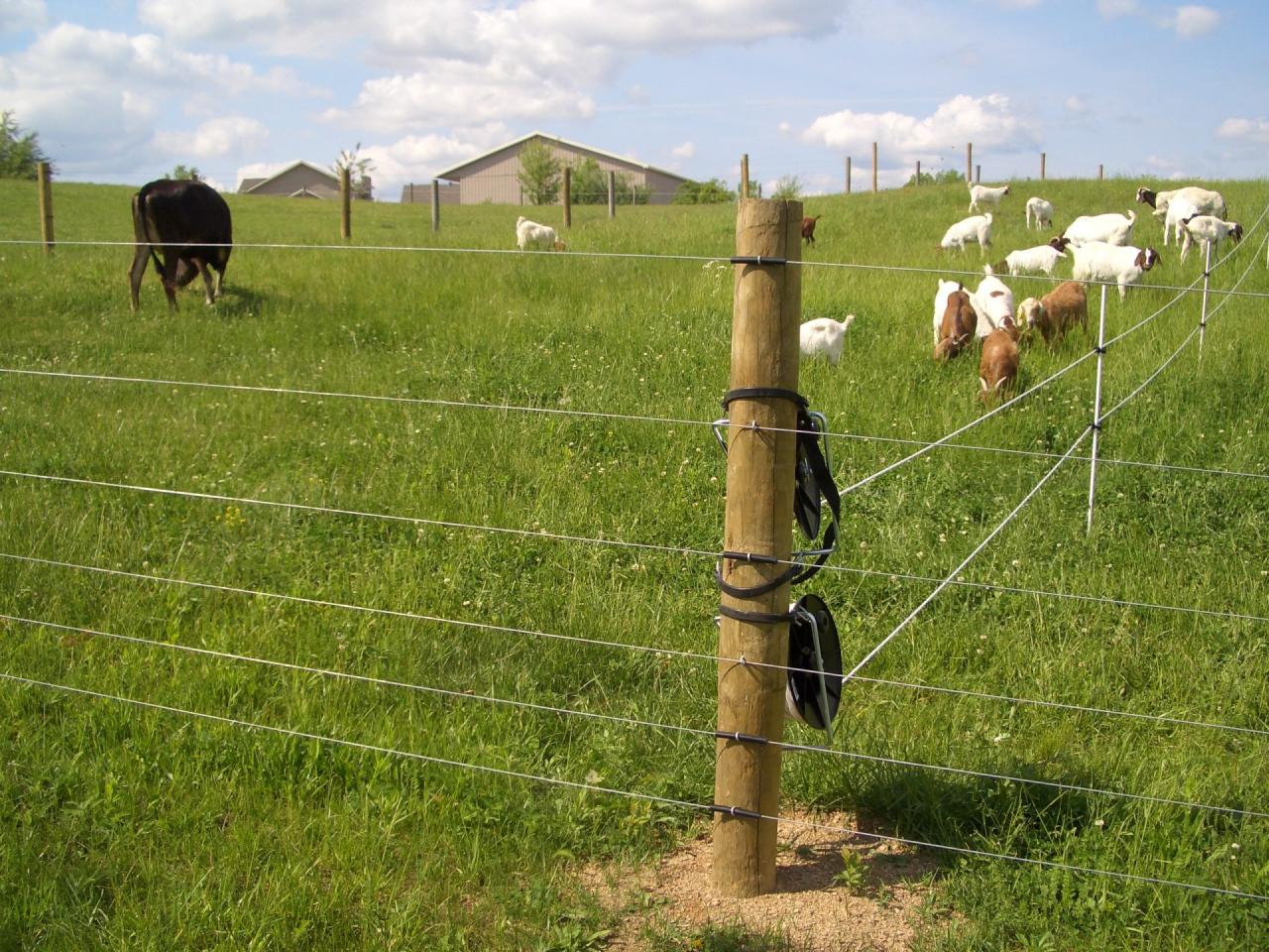 Managing Multi-Species Grazing | On Pasture