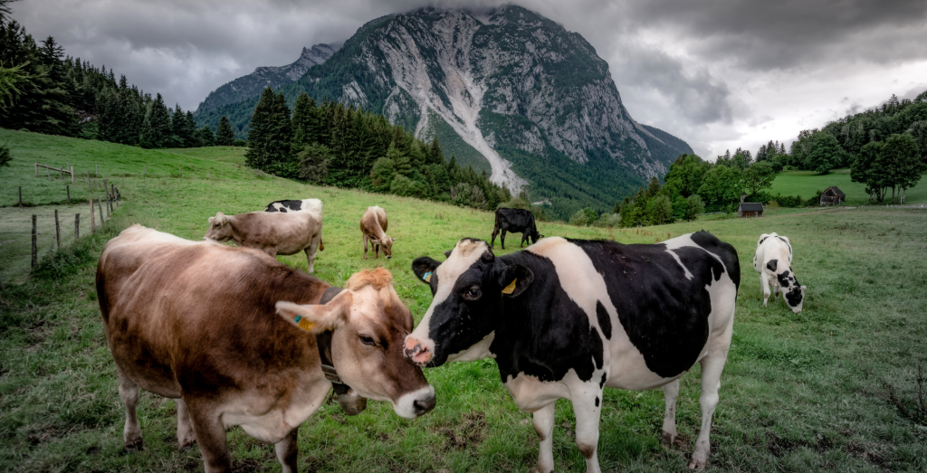 Top 9 Signs of Cows in Heat for Optimal Cow Breeding