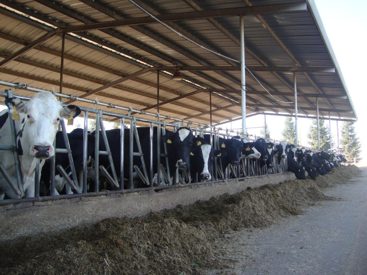 The Complex Science Behind Feeding Cows | Dairy Moos