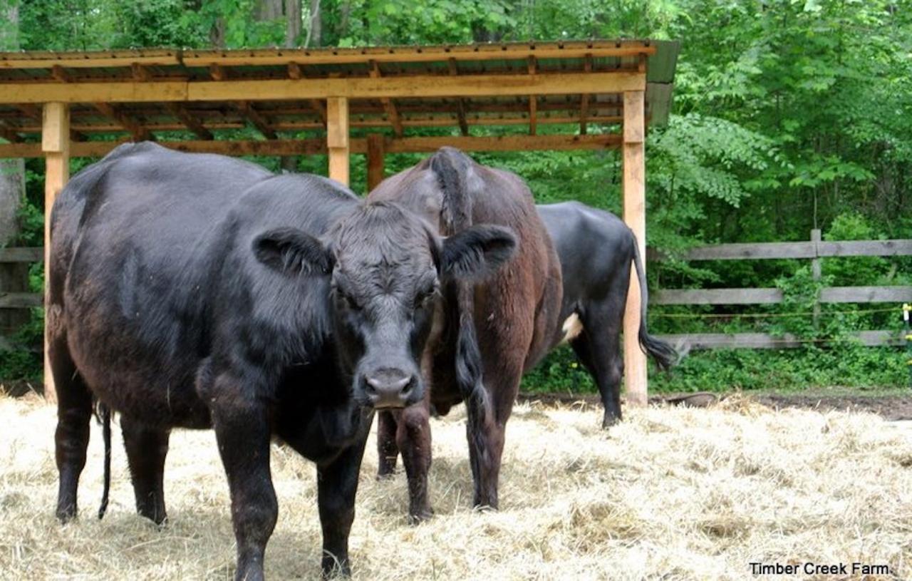 Cattle Shed Design for a Small Herd - Countryside Cattle Shed Design for a Small Herd - Countryside