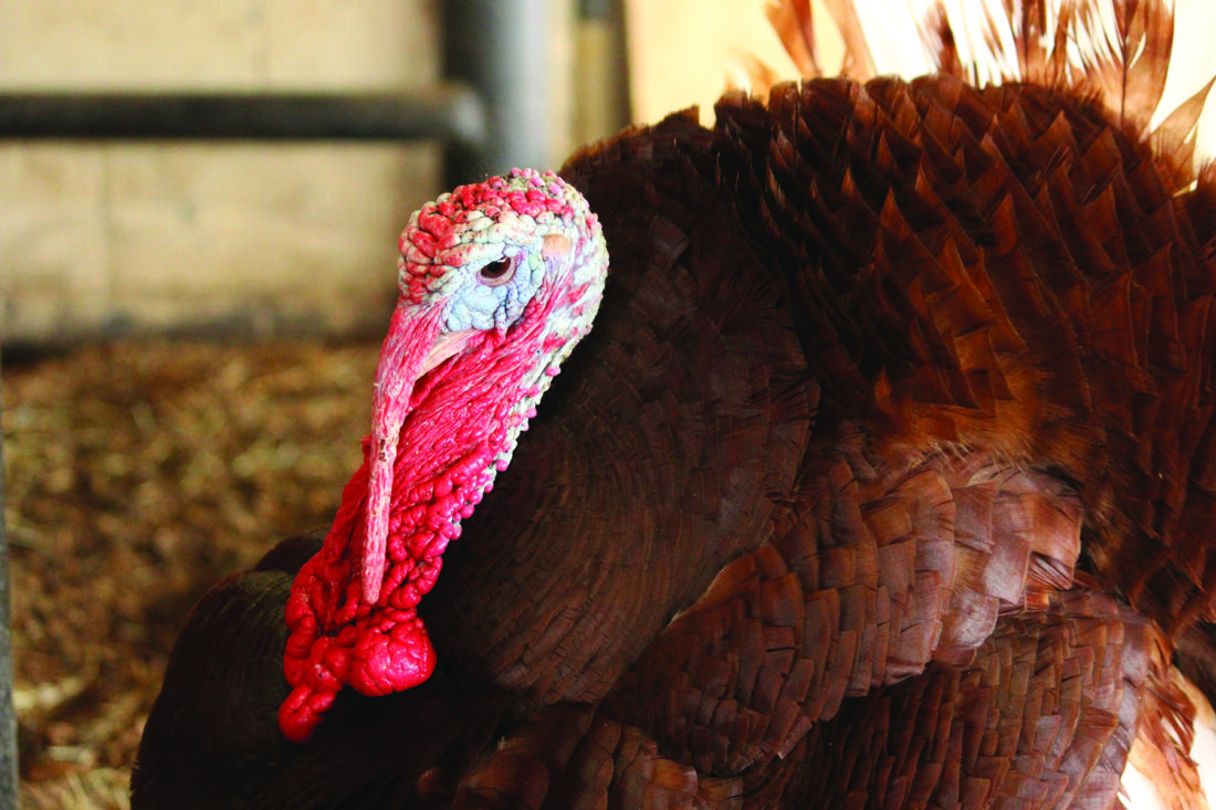 Successful Deworming Strategies - Grit Successful Deworming Strategies - Grit