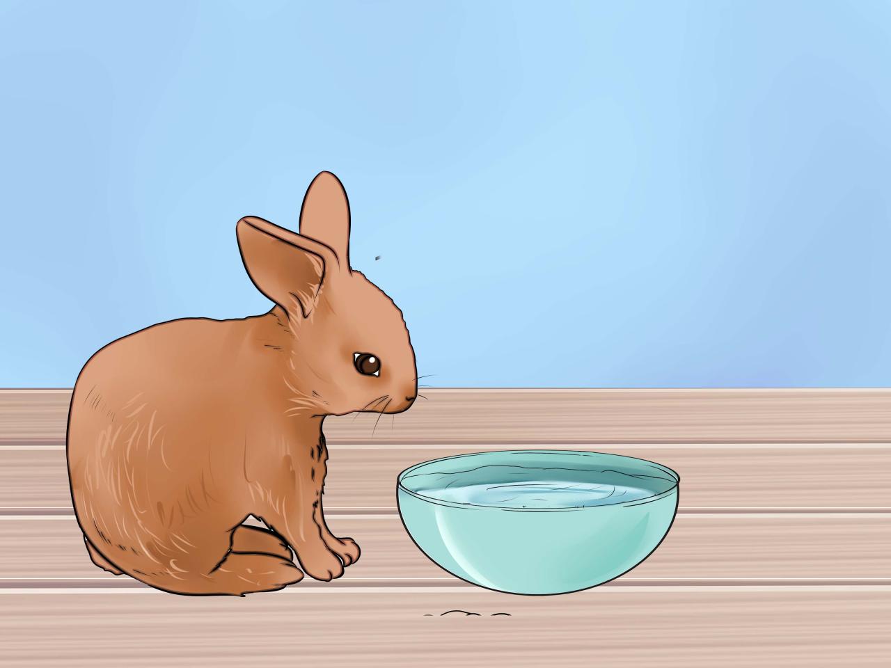 How to Feed Rabbits - A Net in Time