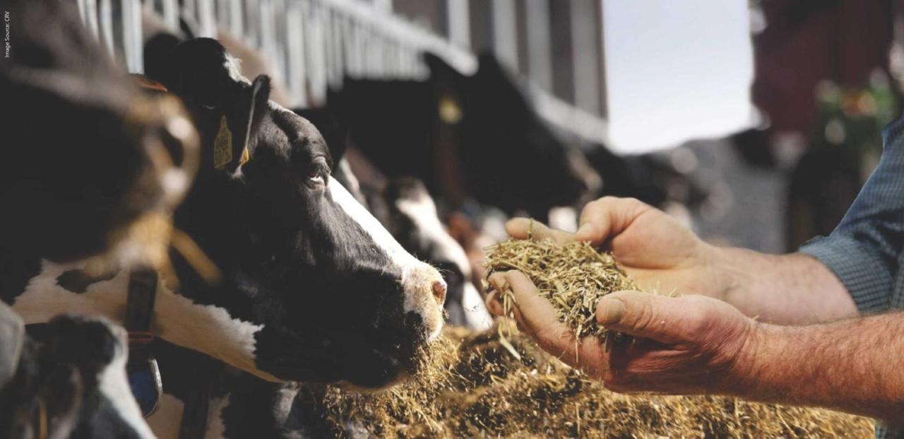 Feed Efficiency Improvement in Dairy Cows – An Opportunity - Benison Media