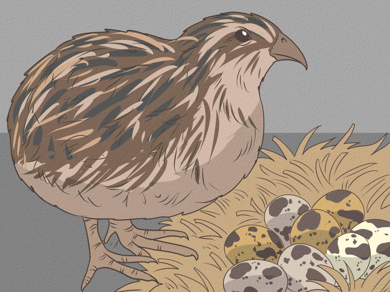 4 Ways to Feed Quail - wikiHow