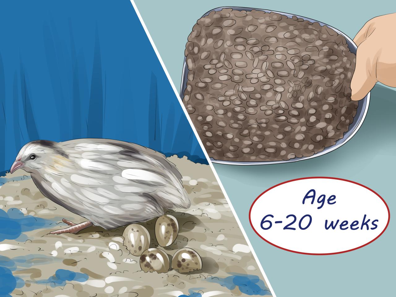 4 Ways to Feed Quail - wikiHow