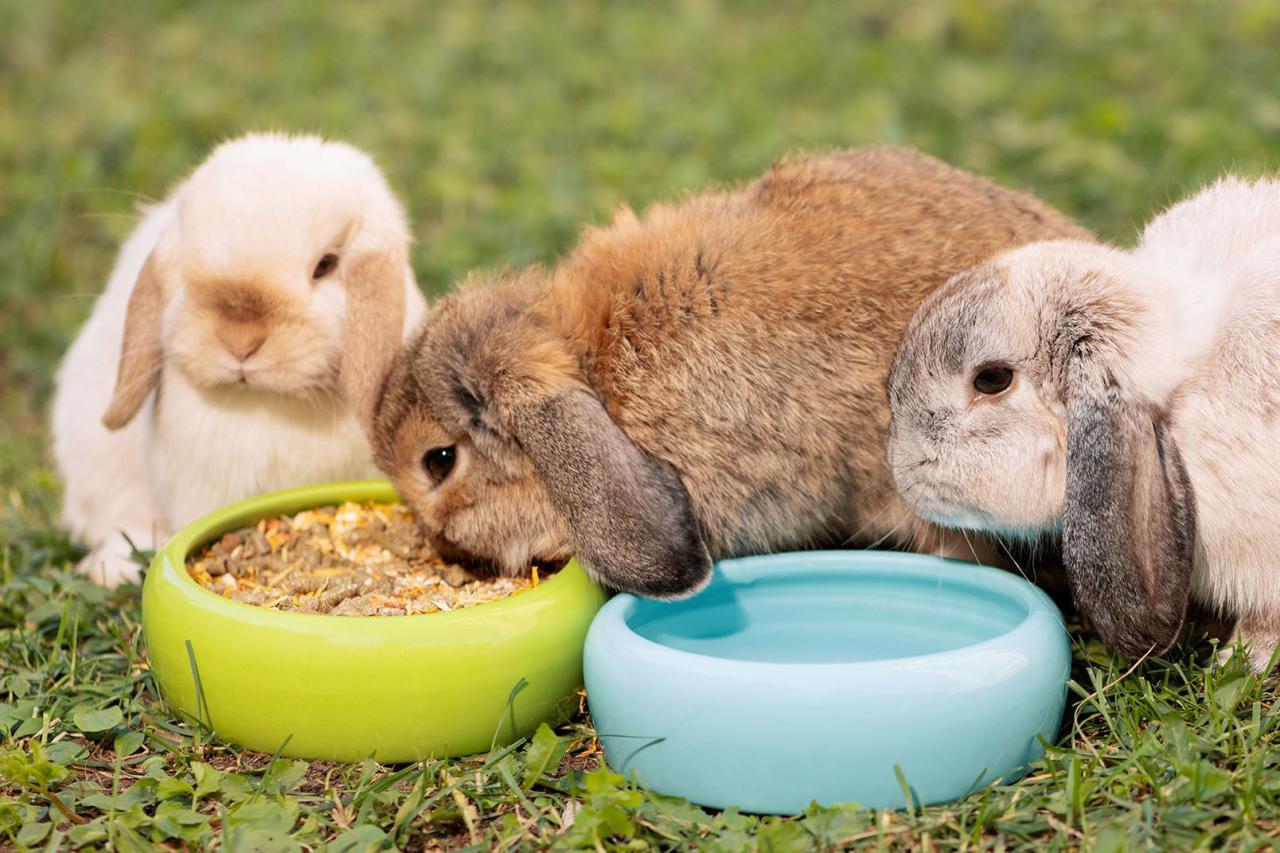 Ways on how to feed your Rabbits