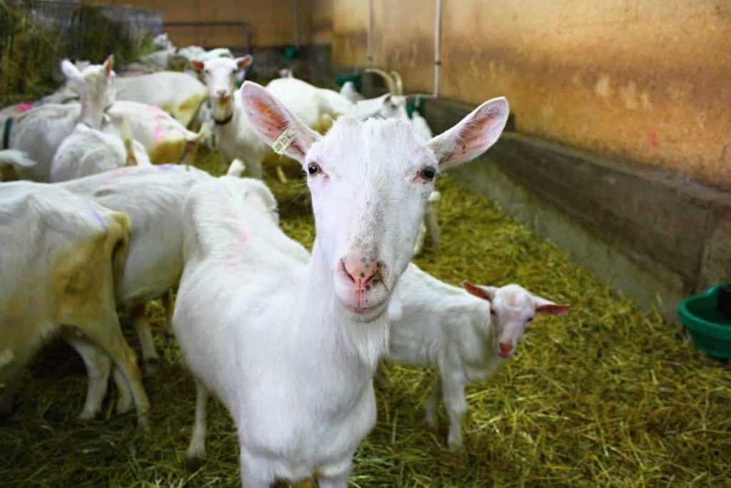 How to protect your goats from illness