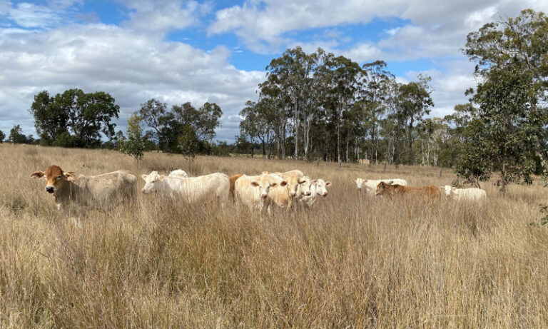 Grazing Management is Not Equal to Grazing Strategy | Redd Summit Advisors