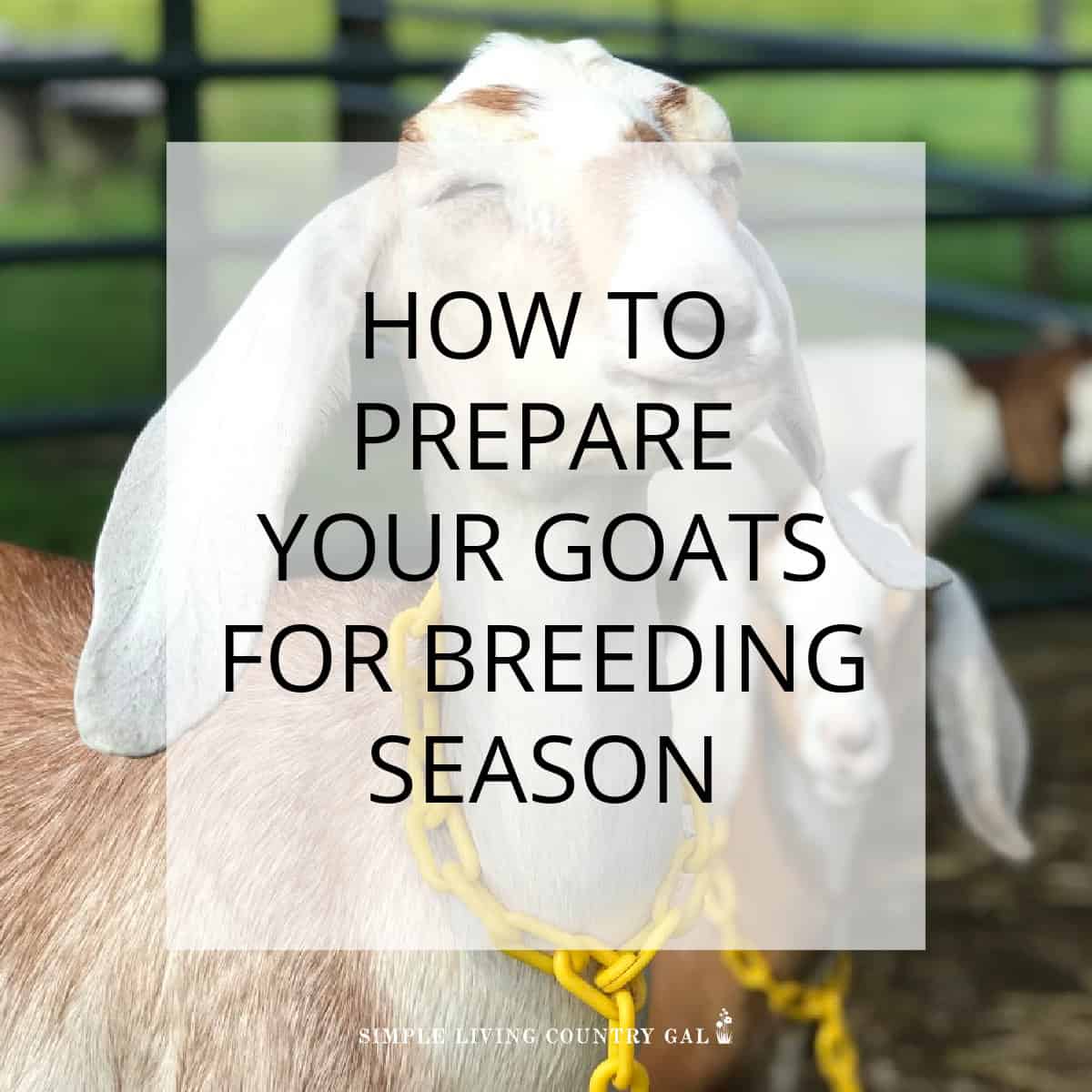 Basic Goat Care: How To Get Started Breeding Goats - Farming My Backyard Basic Goat Care: How To Get Started Breeding Goats - Farming My Backyard