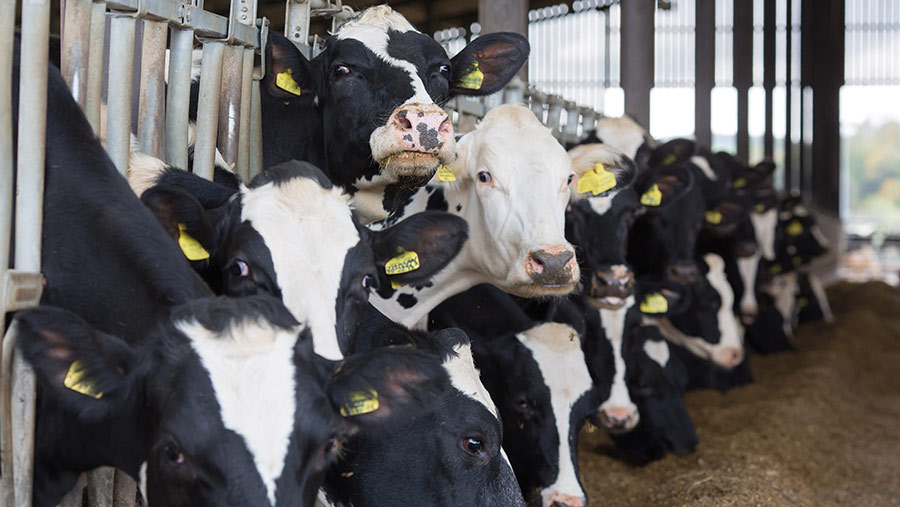 Breeding Cows Breeding Cows