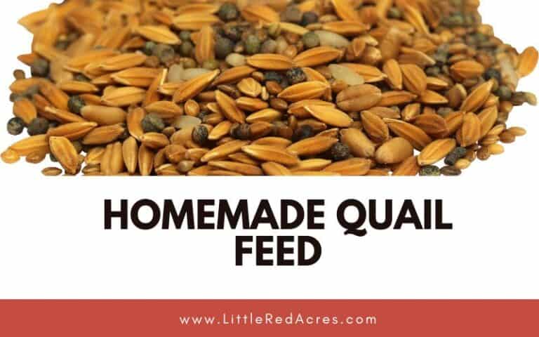 How to Make Your Own DIY Quail Feed: Homemade Recipe