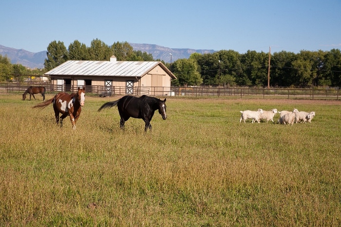 Try Multi-Species Grazing — SA Smallholder