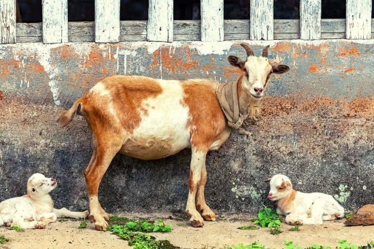 How to wean baby goats