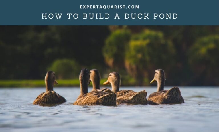 How To Build A Duck Pond: Explained In 7 Simple Steps