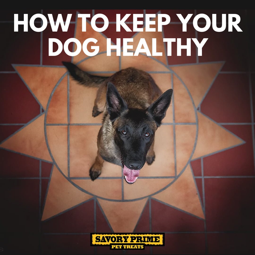 Tricky Ways To Keep Your Pet Healthy - PetCareSupplies Blog