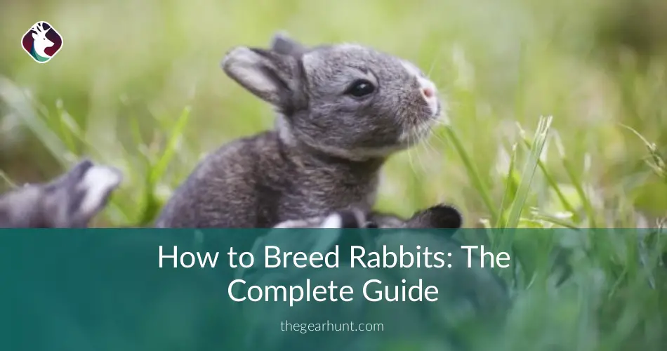 A Complete Guide to Breeding Rabbits for Beginners
