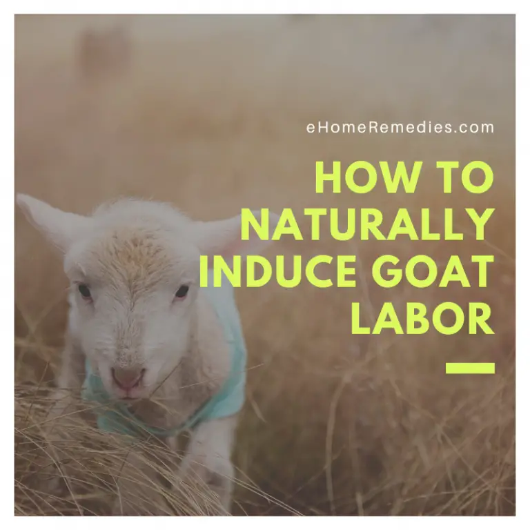 How to Safely Deworm Goats Naturally - A Beginner's Guide