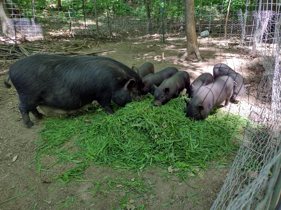 How to Breed Pigs – Mother Earth News
