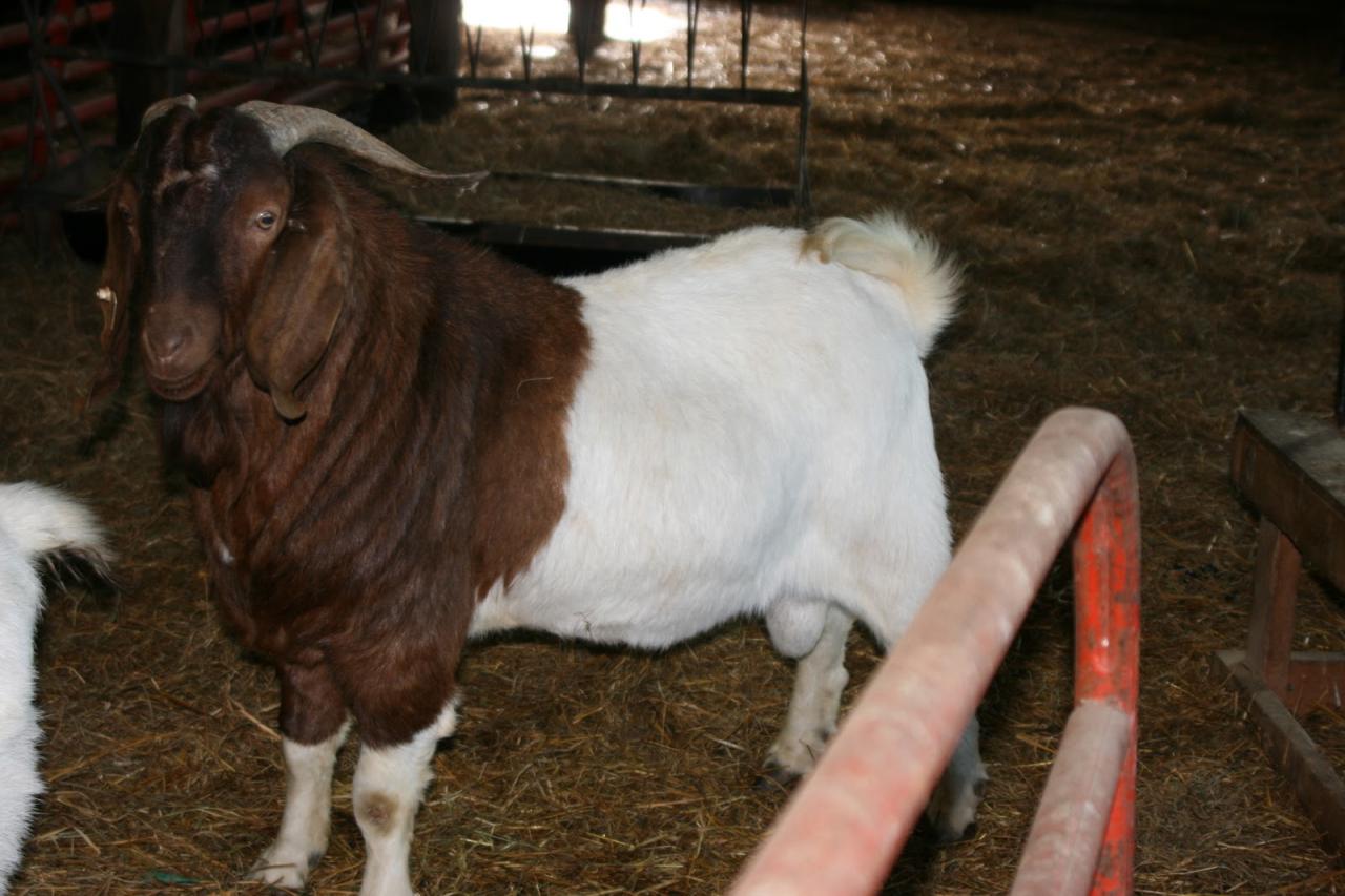 Goats for Sale - 6 Mistakes to Avoid When Buying Goats