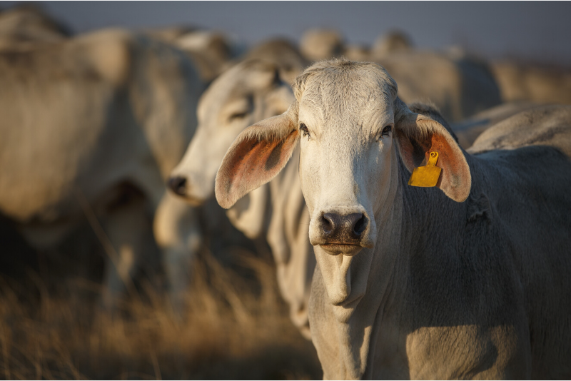 All You Need to Know About Livestock Export - TradeDesk All You Need to Know About Livestock Export - TradeDesk