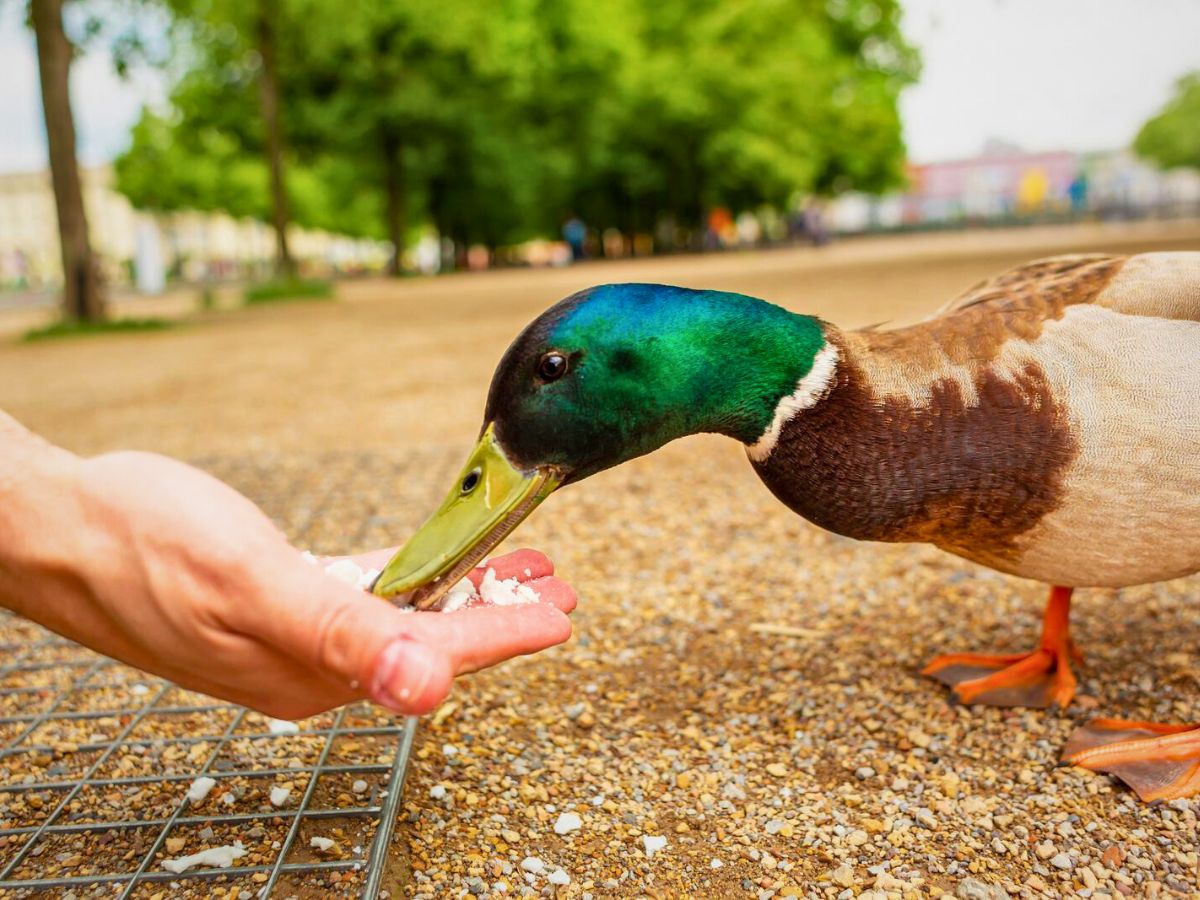What to Feed Ducks and Geese Instead of Harmful Bread What to Feed Ducks and Geese Instead of Harmful Bread
