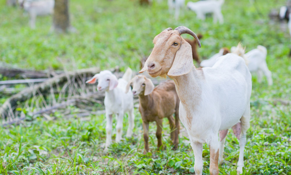 New Approach to Deworming Your Goats - Sale Creek