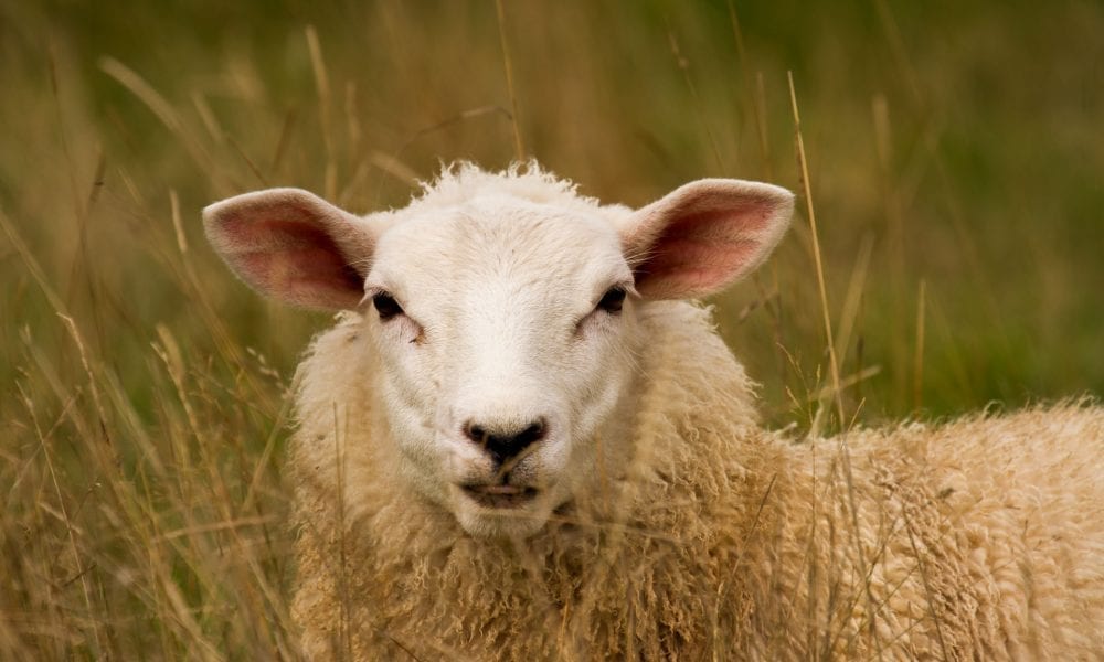 Sick sheep attacker strikes again as more animals mutilated and killed ... Sick sheep attacker strikes again as more animals mutilated and killed ...