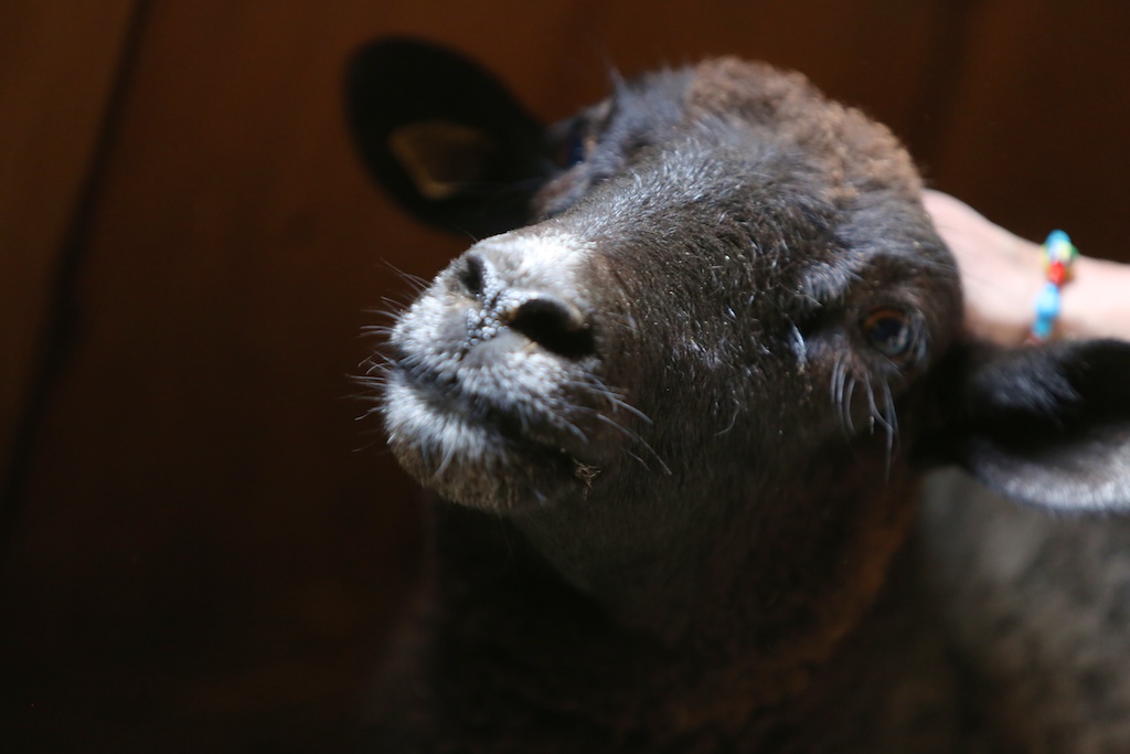 Sick Sheep. Tess - Bedlam Farm Sick Sheep. Tess - Bedlam Farm